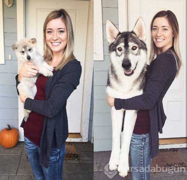 Birer canavara dönüşen sevimli köpekler