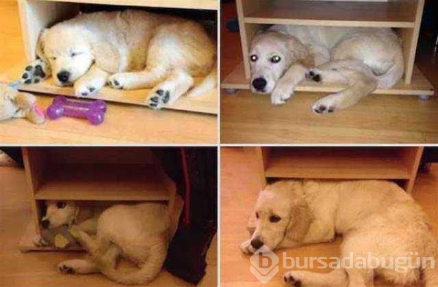 Birer canavara dönüşen sevimli köpekler