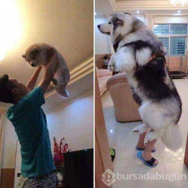 Birer canavara dönüşen sevimli köpekler