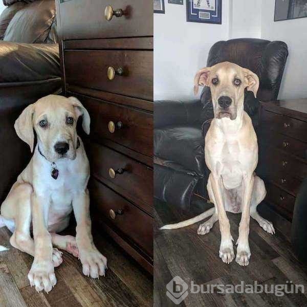 Birer canavara dönüşen sevimli köpekler