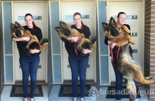 Birer canavara dönüşen sevimli köpekler