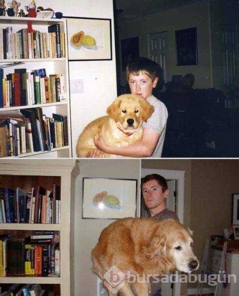 Birer canavara dönüşen sevimli köpekler