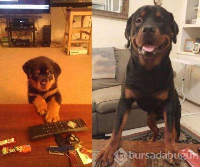 Birer canavara dönüşen sevimli köpekler