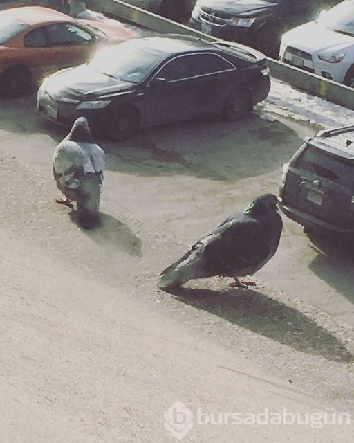 Anlamak için daha dikkatli bakmanız gerek