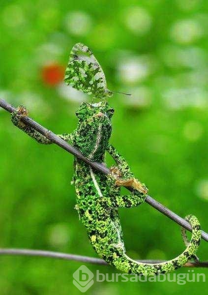 Günün en çok paylaşılan fotoğrafları