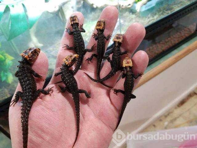 Günün en çok paylaşılan fotoğrafları