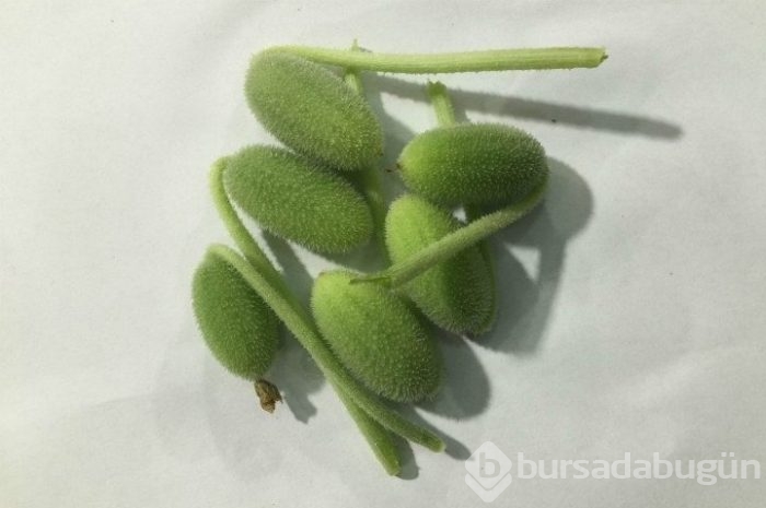 Şifa diye tüketiyoruz ama ölüme götürüyor!
