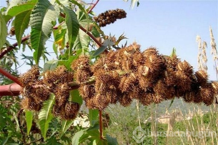 Şifa diye tüketiyoruz ama ölüme götürüyor!