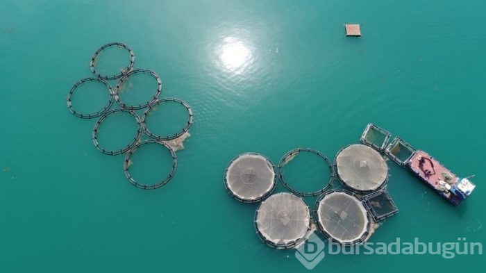 Fırat'ın balıkları yurt dışına satılıyor
