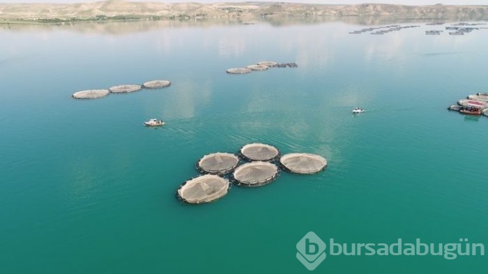 Fırat'ın balıkları yurt dışına satılıyor