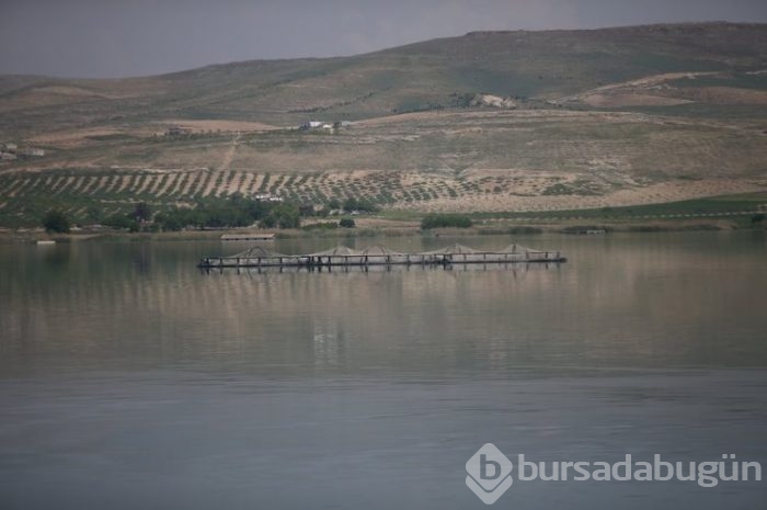 Fırat'ın balıkları yurt dışına satılıyor