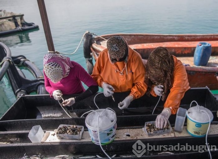 Fırat'ın balıkları yurt dışına satılıyor