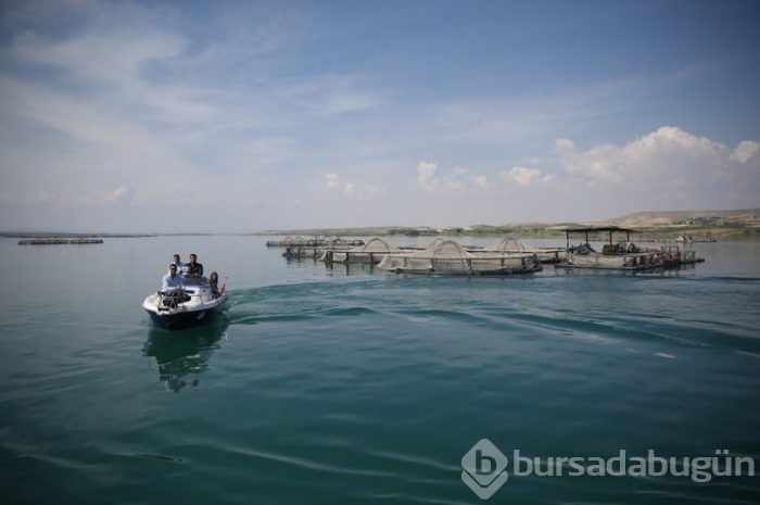 Fırat'ın balıkları yurt dışına satılıyor