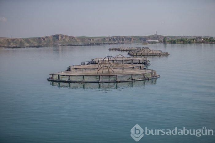 Fırat'ın balıkları yurt dışına satılıyor