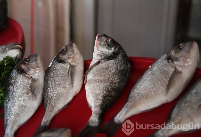 Fırat'ın balıkları yurt dışına satılıyor