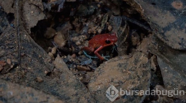 Dünyadaki en tehlikeli canlılar