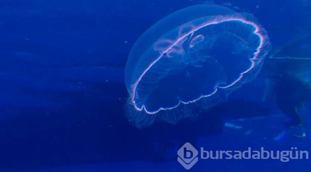 Dünyadaki en tehlikeli canlılar