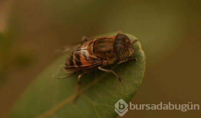 Dünyadaki en tehlikeli canlılar