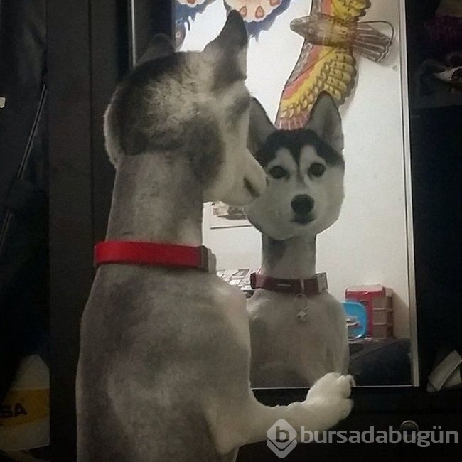 Bu fotoğraflara 2 kez bakın
