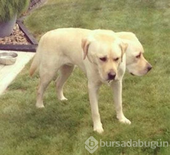 Bu fotoğraflara 2 kez bakın
