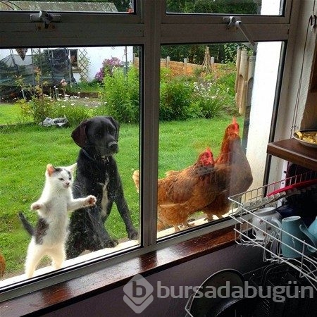 Günün en çılgın 20 fotoğrafı