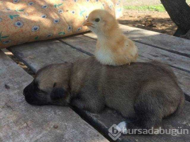 Günün en çok paylaşılan fotoğrafları