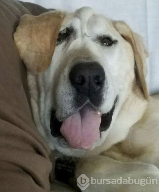 Köpeğin değişimi duygulandırdı