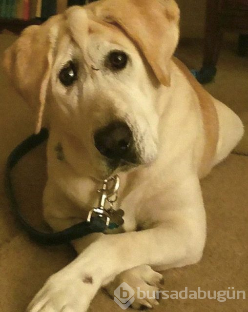 Köpeğin değişimi duygulandırdı