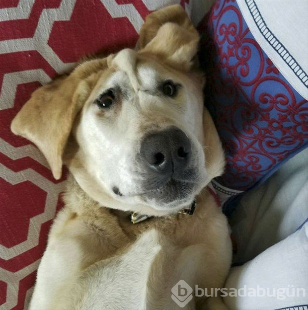 Köpeğin değişimi duygulandırdı