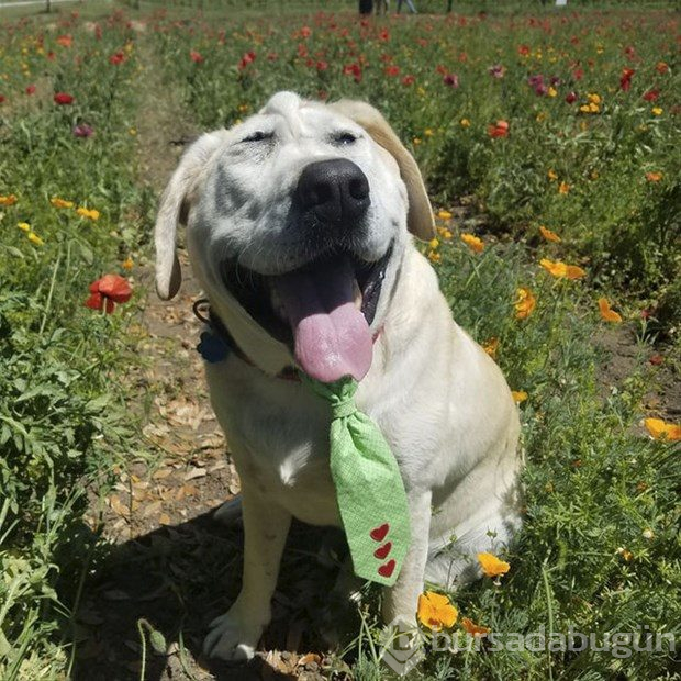 Köpeğin değişimi duygulandırdı