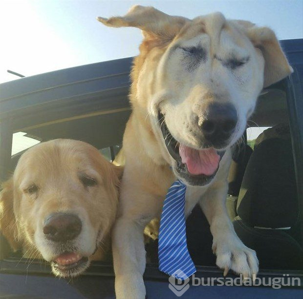 Köpeğin değişimi duygulandırdı
