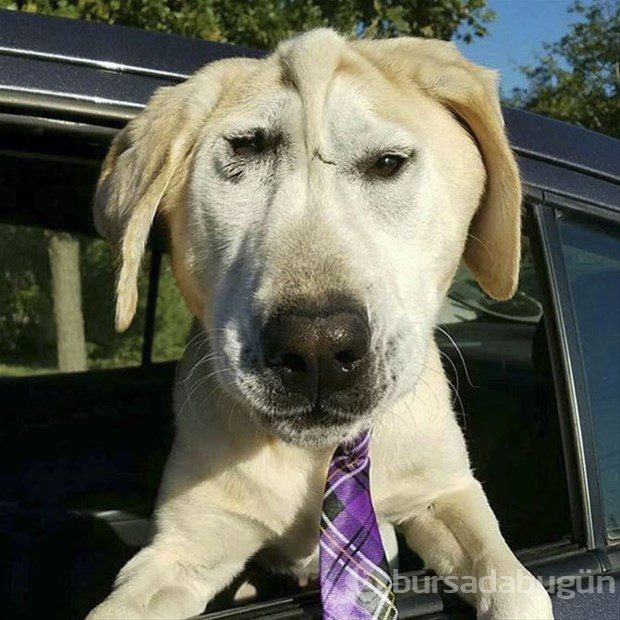 Köpeğin değişimi duygulandırdı