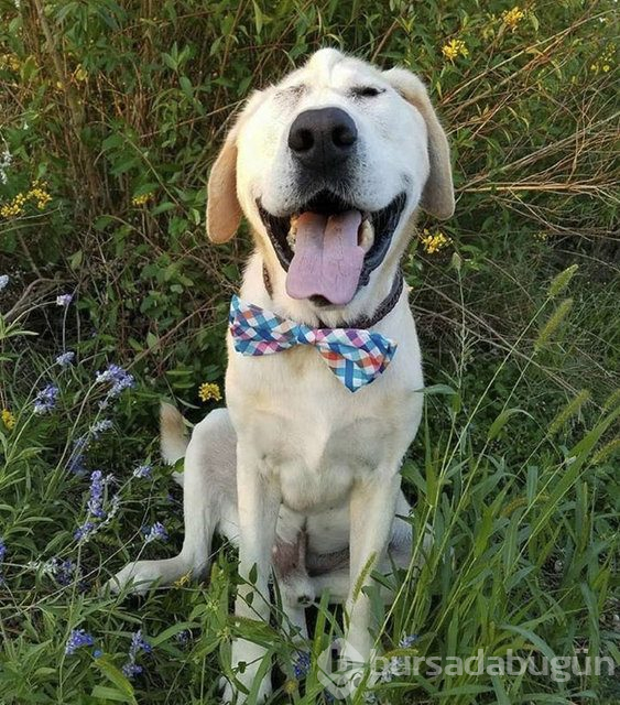 Köpeğin değişimi duygulandırdı