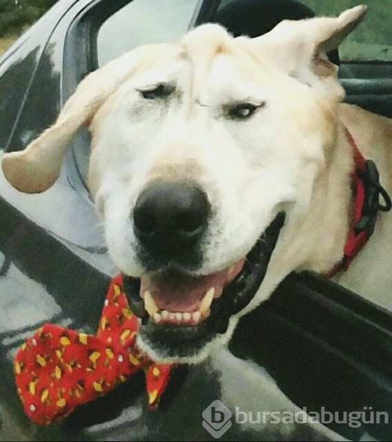Köpeğin değişimi duygulandırdı