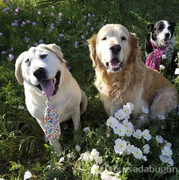 Köpeğin değişimi duygulandırdı