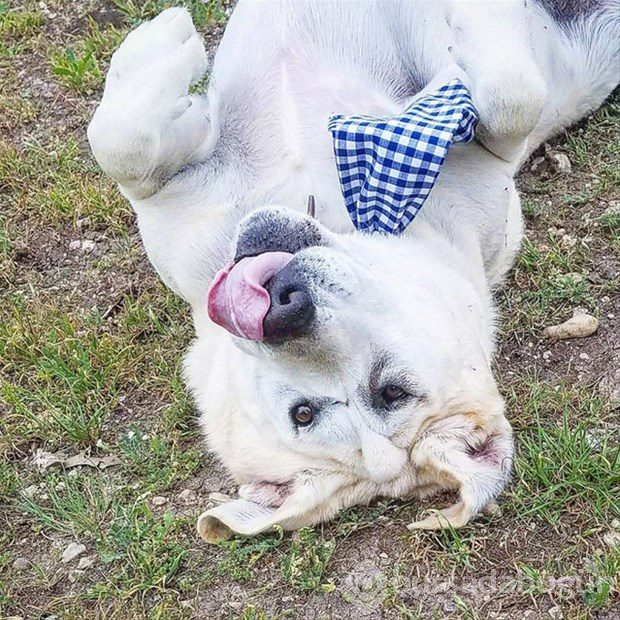 Köpeğin değişimi duygulandırdı