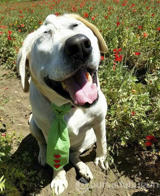 Köpeğin değişimi duygulandırdı