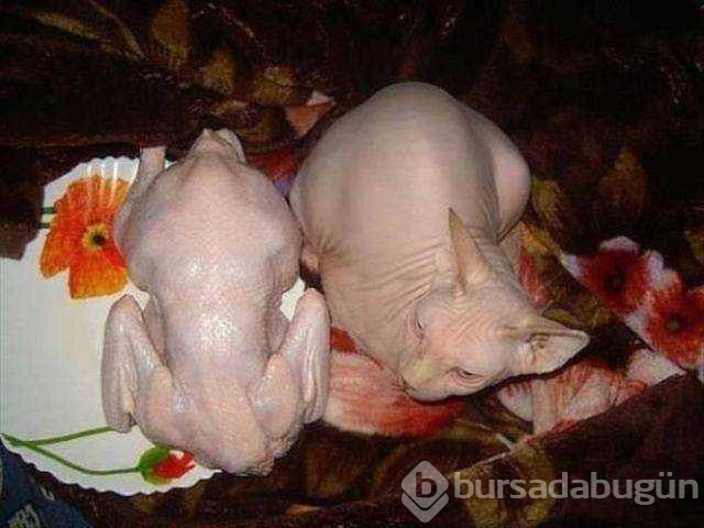 Günün en çok paylaşılan fotoğrafları
