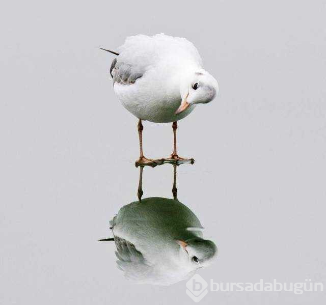 Günün en çok paylaşılan fotoğrafları

