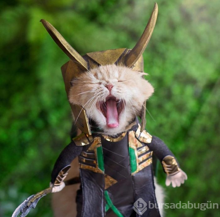 Balıkçı kedi artık film yıldızı oldu