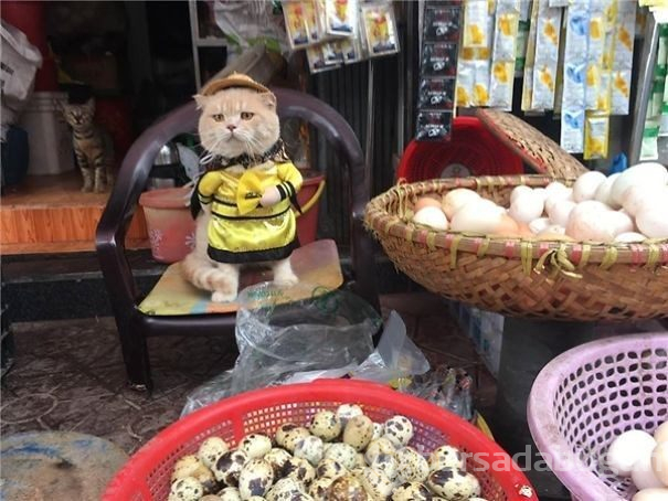 Balıkçı kedi artık film yıldızı oldu