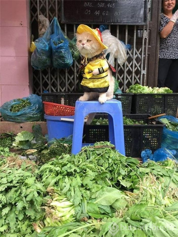 Balıkçı kedi artık film yıldızı oldu