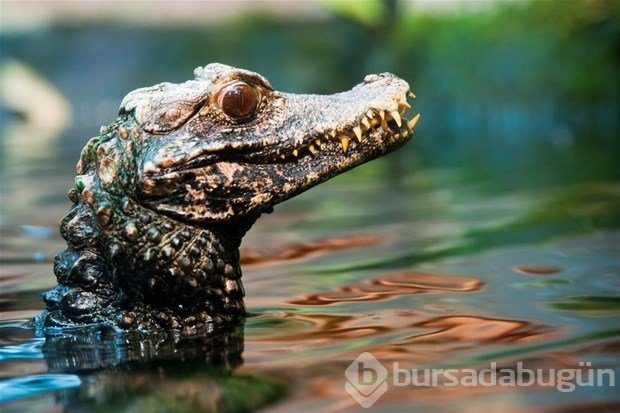Dünyanın en küçük canlıları