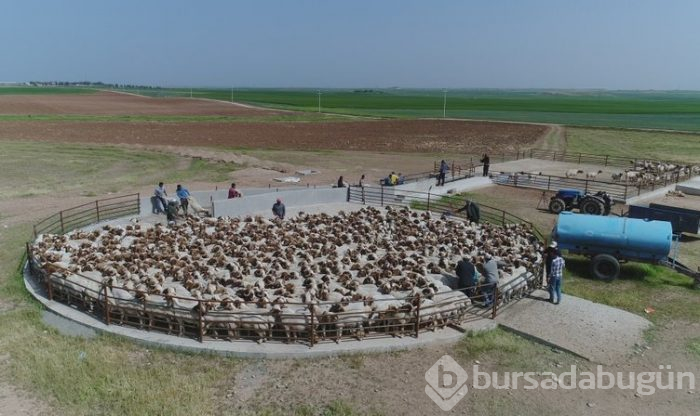 Elit koyunlara 'yaz banyosu'
