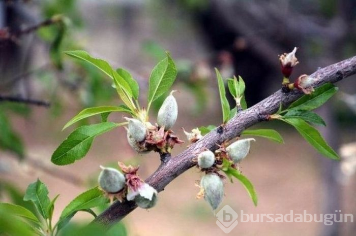 Çağla meyvesinin bilinmeyen faydaları