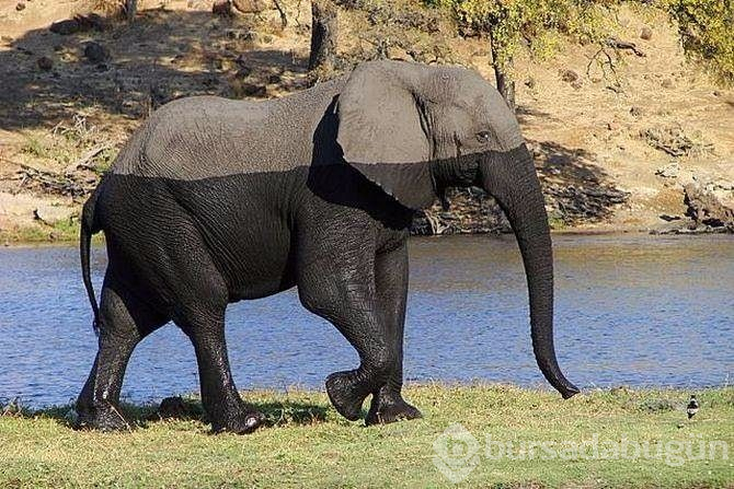Fotoğraflardaki ilginç göz yanılmaları