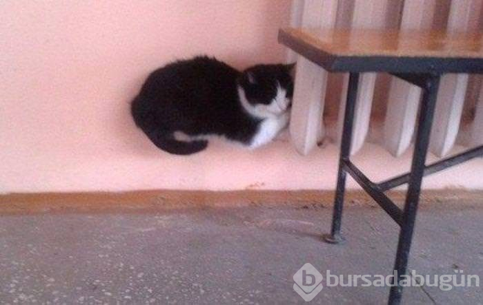 Fotoğraflardaki ilginç göz yanılmaları