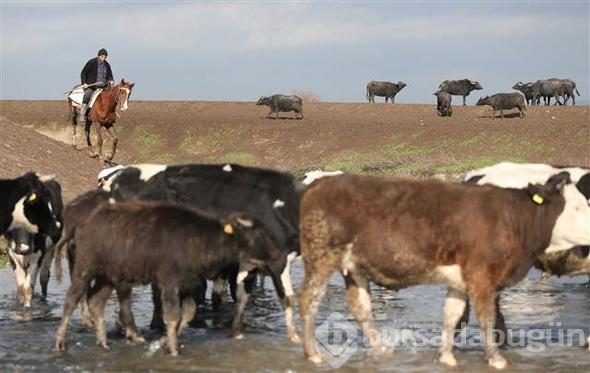 Afrika savanası değil... Bu görüntüler Türkiye'den