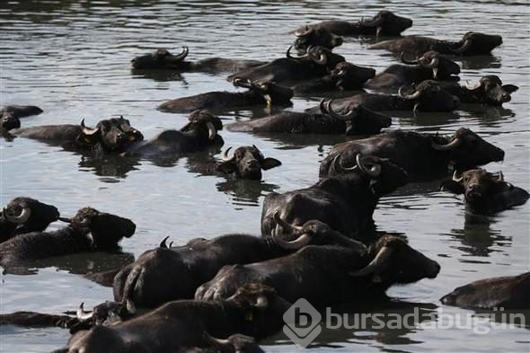 Afrika savanası değil... Bu görüntüler Türkiye'den