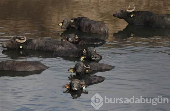 Afrika savanası değil... Bu görüntüler Türkiye'den